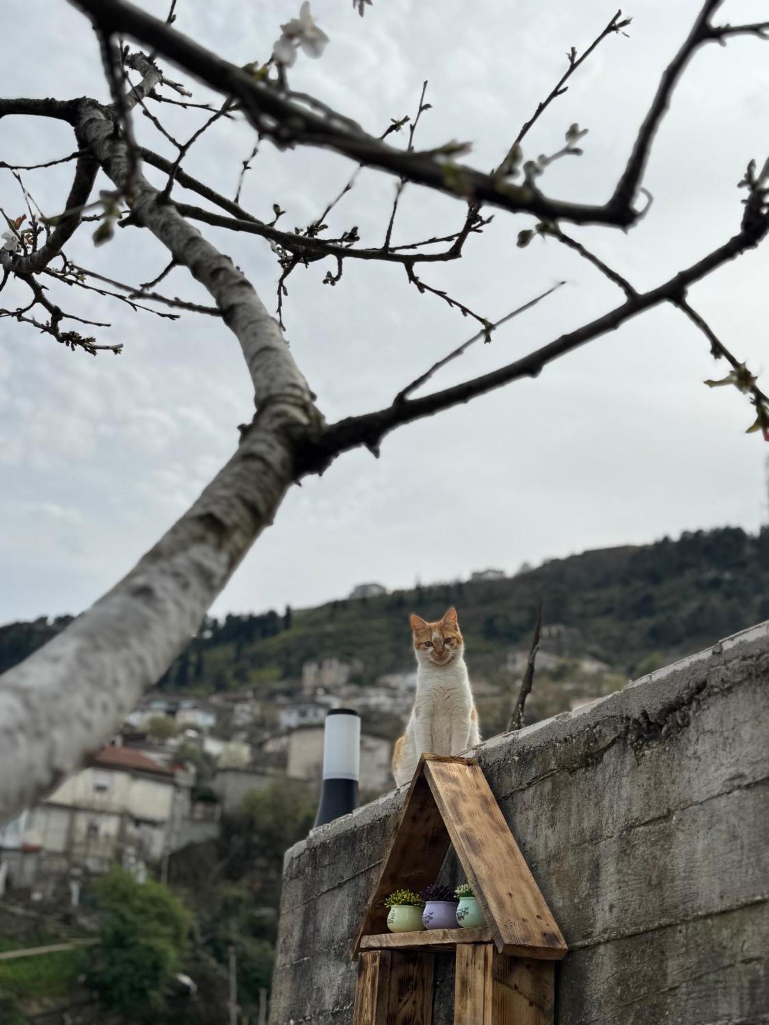 Ilvi Guesthouse Αργυρόκαστρο Εξωτερικό φωτογραφία
